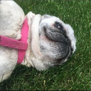 Meet your Posher, Lily